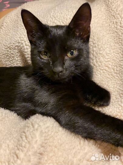 Кошка в дар бесплатно