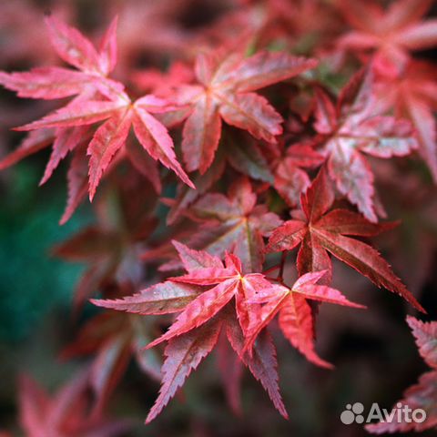 Клен веерный Атропурпуреум - саженцы