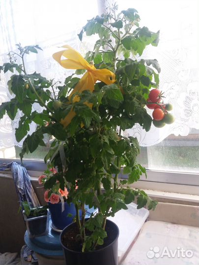 Комнатный томат