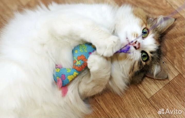 Кошечка ищет дом