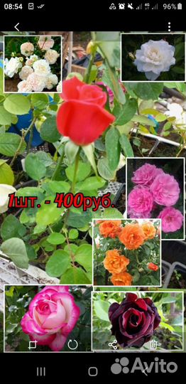Продам розы