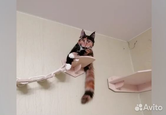 Комплект настенный-когтеточки, полки, гамак, домик