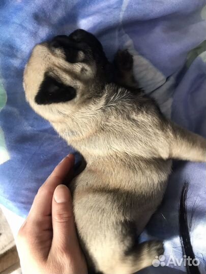 Собаки щенки мопс