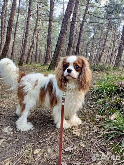 Кавалер Кинг чарльз спаниель вязка 6,3 кг