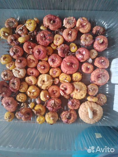 Гладиолусы луковицы