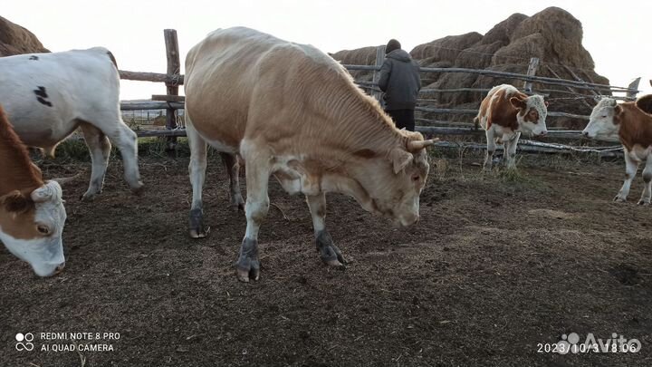 Быки и лошади