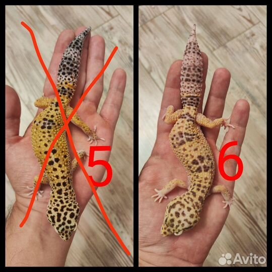 Эублефары взрослые