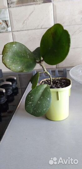 Хойя пубикалис Rojal Hawiian Purple,Хойя обовата