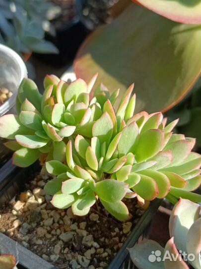Редкие суккуленты
