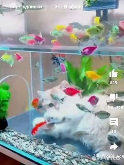 Аквариум с местом для котиков