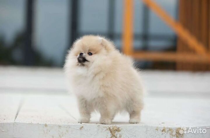 Померанский шпиц медвежьего типа