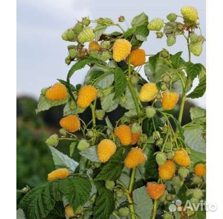 Саженцы сортовой малины смородины,вишни,крыжовника