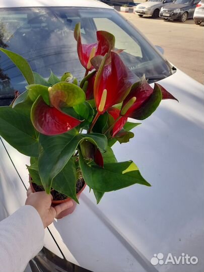 Антуриум красный Динамит Ред