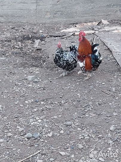 Куры петухи