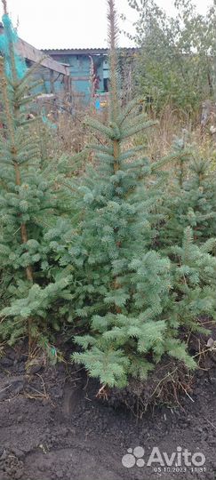 Саженцы ель голубая