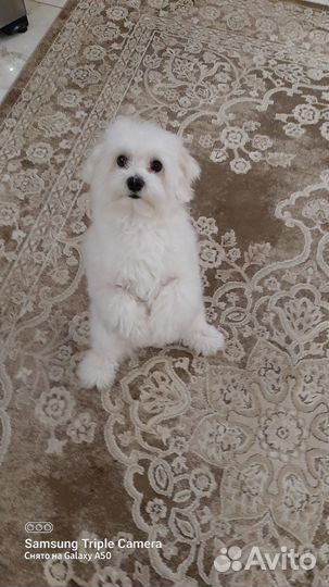 Мальтийская болонка