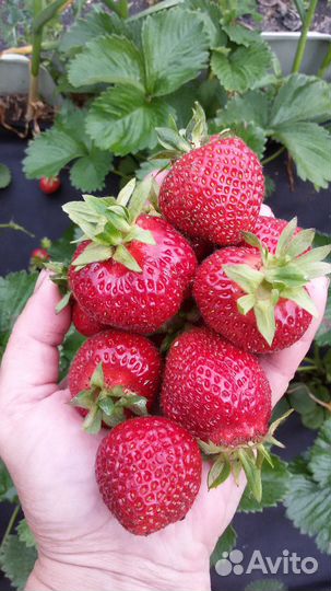 Рассада виктории (земляники садовой крупноплодной)