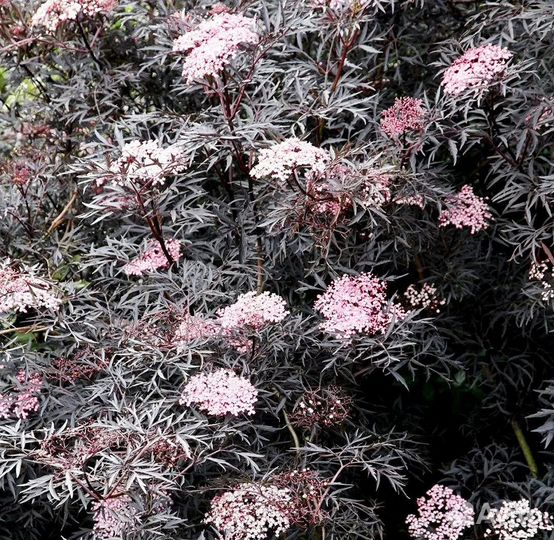 Бузина чёрная Блэк Лэйс