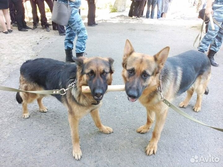 Дрессировка собак, консультация