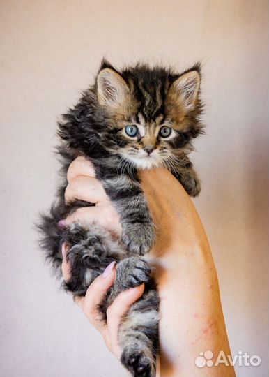 Котята майкун