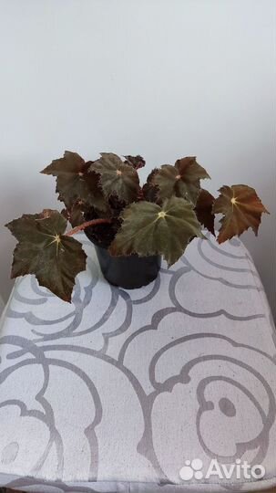 Бегония декоративно лиственная