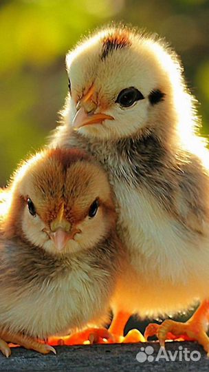 Утята гусята цыплята