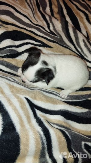 Щенки чихуахуа