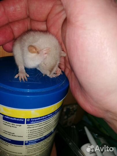 Услуги ратолога онлайн