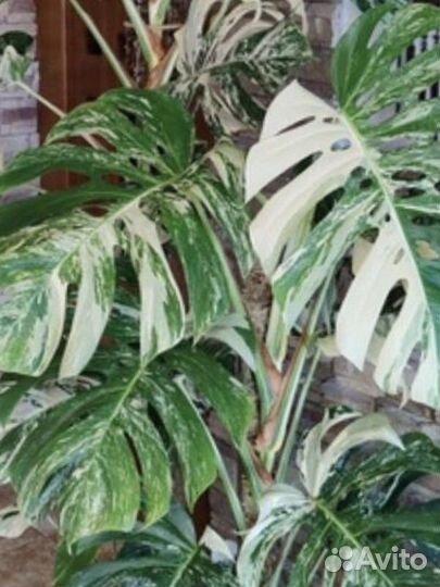 Монстера Альба