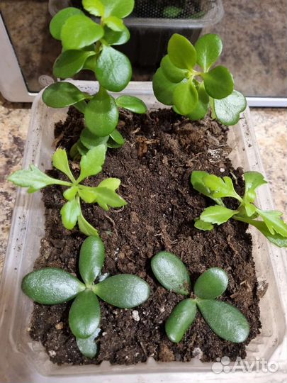 Замиокулькас