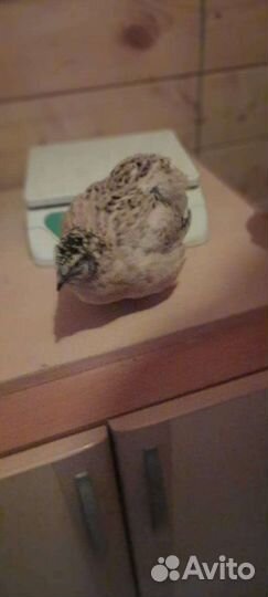 Яйцо инкубационное и перепела