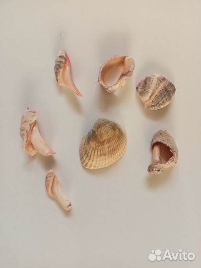 Морские ракушки камушки для аквариума декора