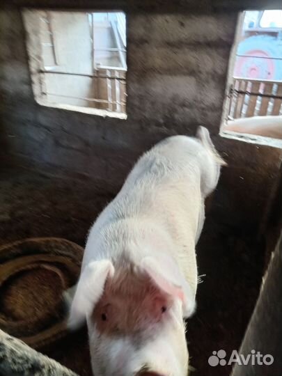 Домашняя свинья