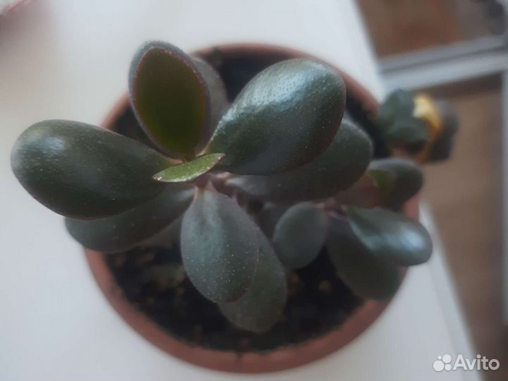 Комнатные цветы