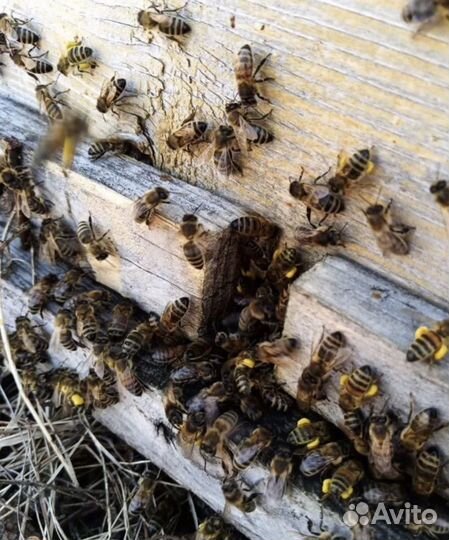 Пчелопакеты