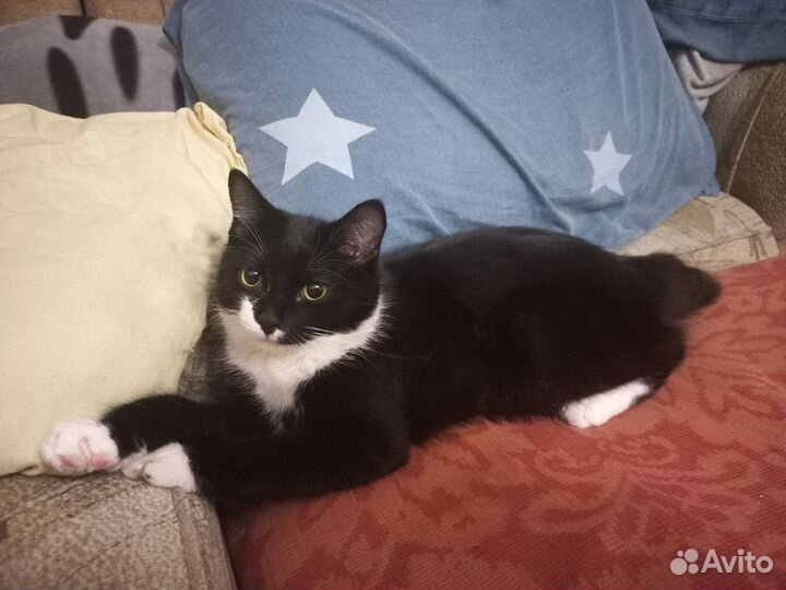 Кот, котенок, бобтейл
