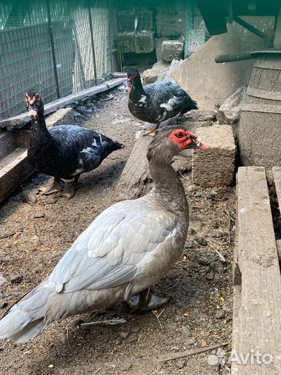 Мускусные утки тяжелые линии