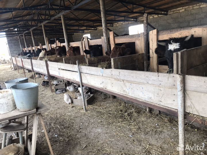 Продам телок