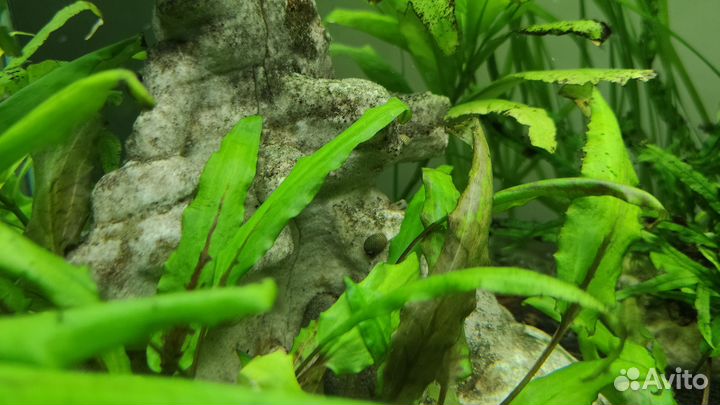 Теодоксус улитка