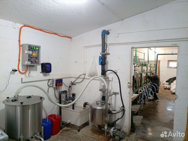 Молоко от наших овечек