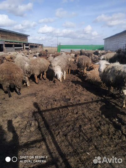 Овцы бараны