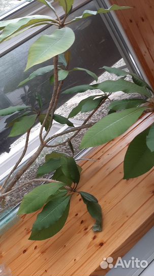 Комнатные экзотические растения