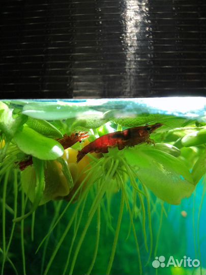 Аквариумные креветки Вишни