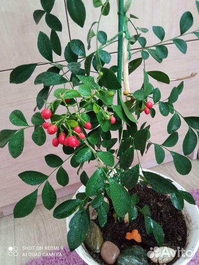 Цветы для дома