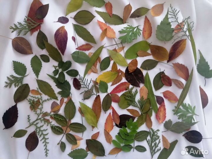 Гербарий плоскозасушенные лепестки, листья