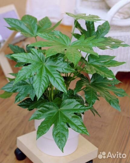 Фатсия Японская, семена