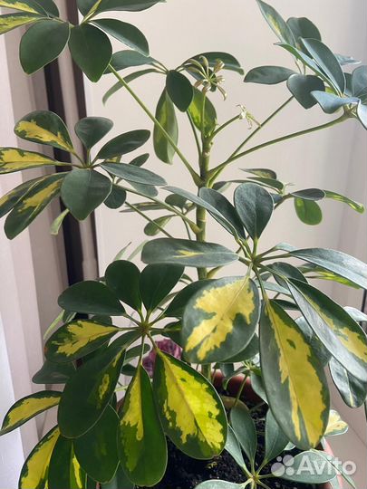 Комнатные цветы шефлера