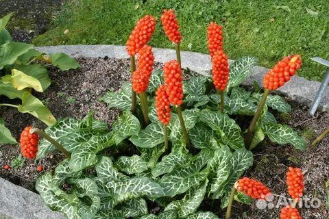 Аронник итальянский Драконова Лилия