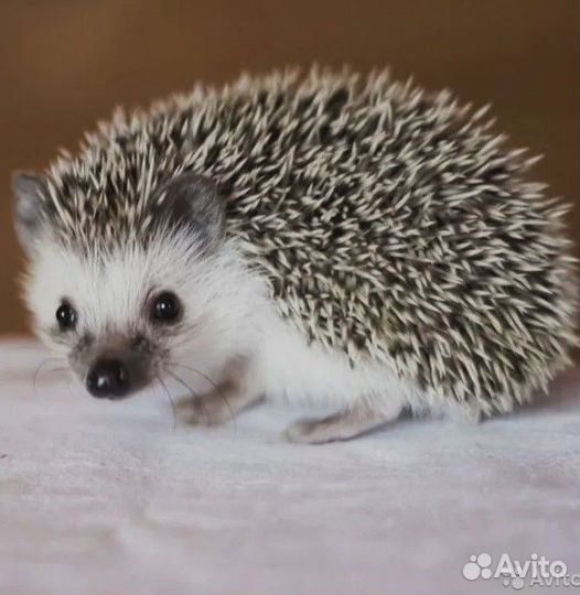 Африканский ёжик