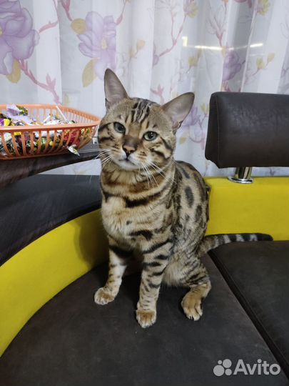 Бенгальский кот вязка